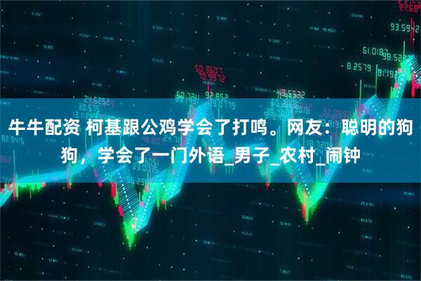 牛牛配资 柯基跟公鸡学会了打鸣。网友：聪明的狗狗，学会了一门外语_男子_农村_闹钟